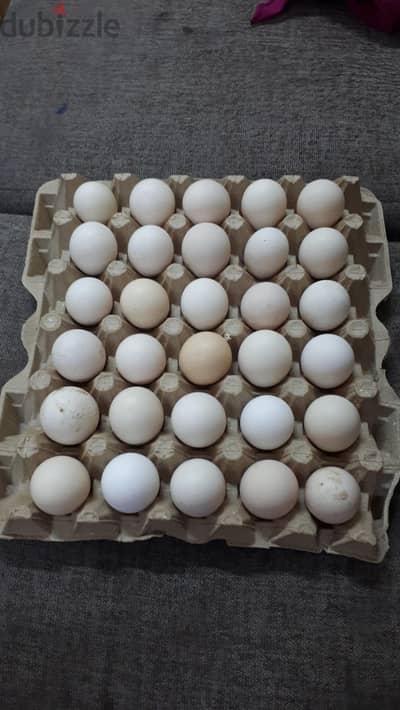 chicken and quail eggs for sale
