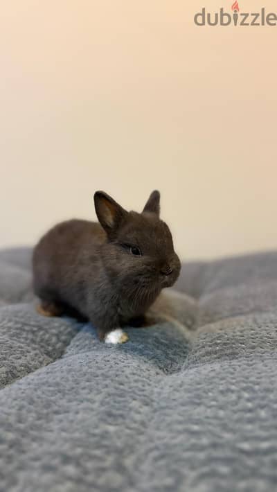 Dwarf rabbit