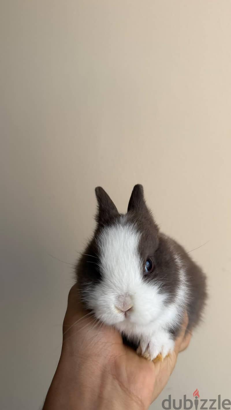 Dwarf rabbit 1