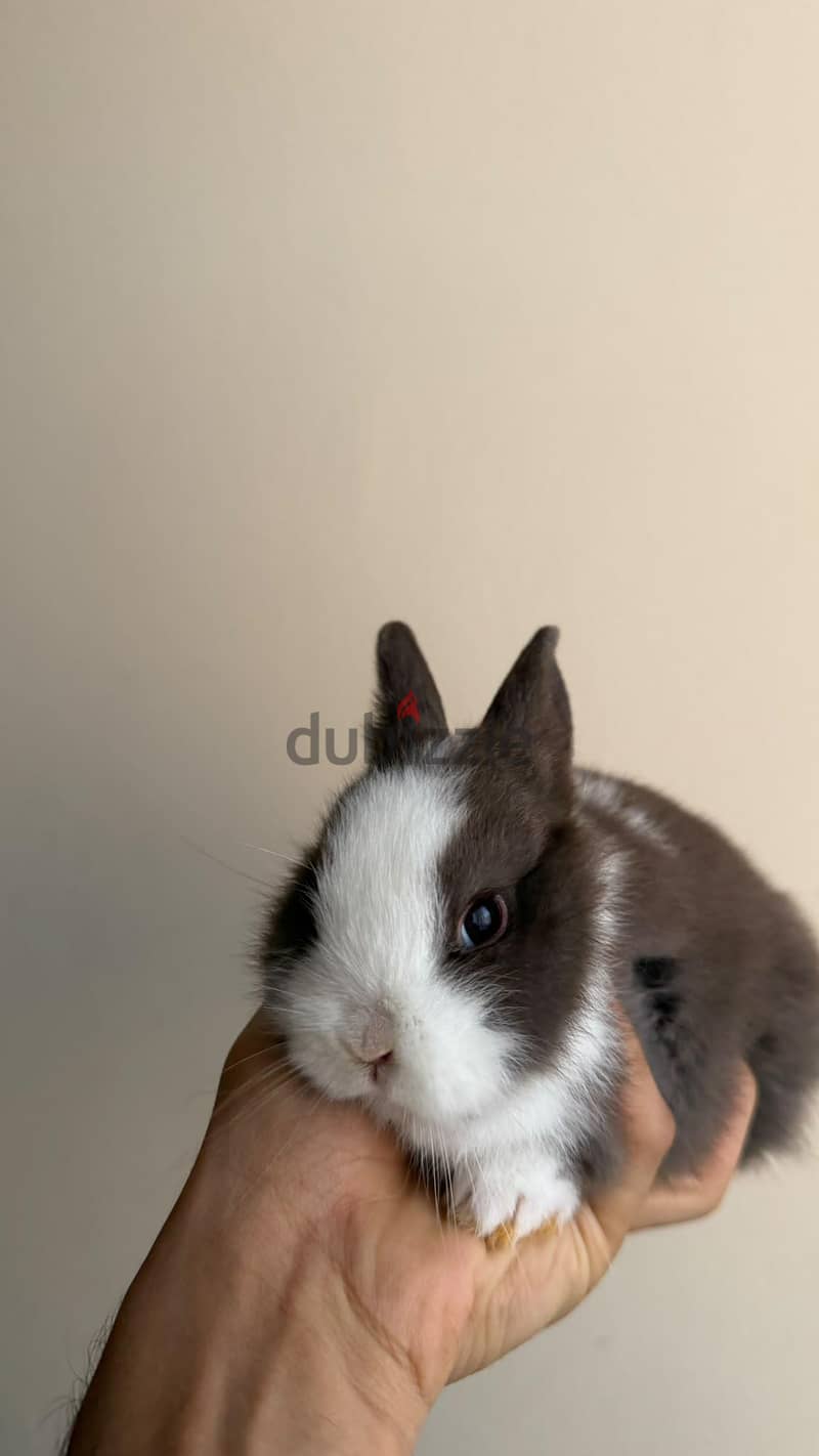 Dwarf rabbit 2
