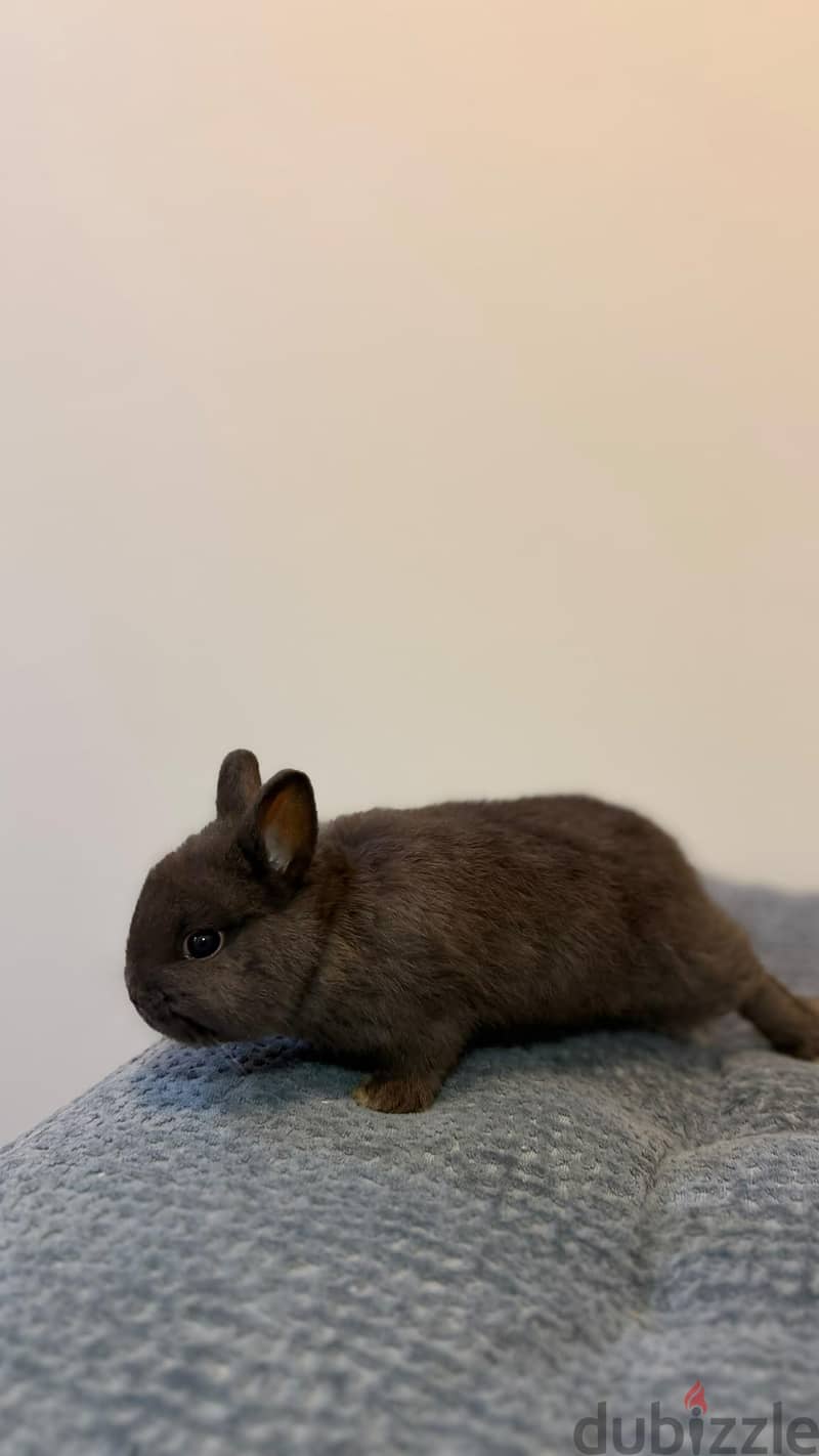 Dwarf rabbit 3