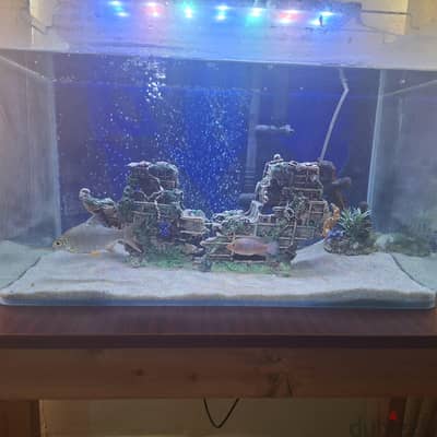 only tank for sale