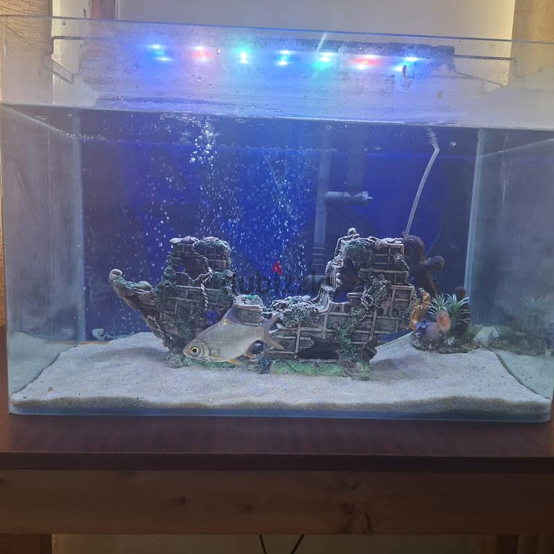 only tank for sale 1