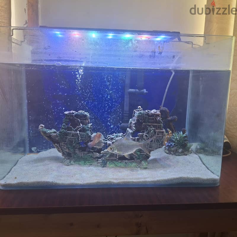 only tank for sale 2