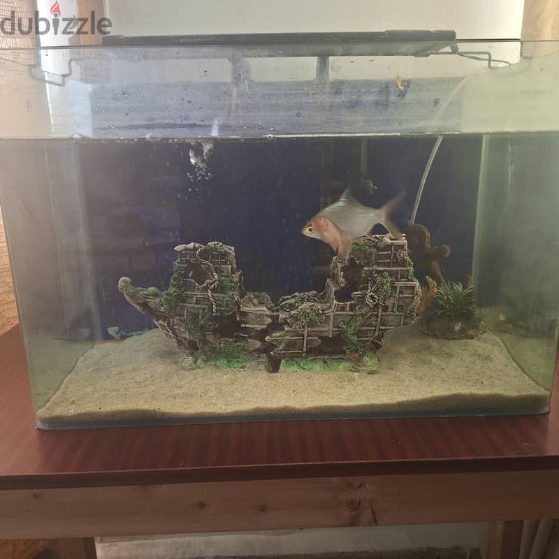 only tank for sale 3