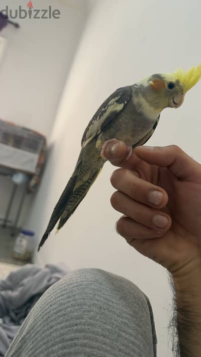 Cocktail tamed male