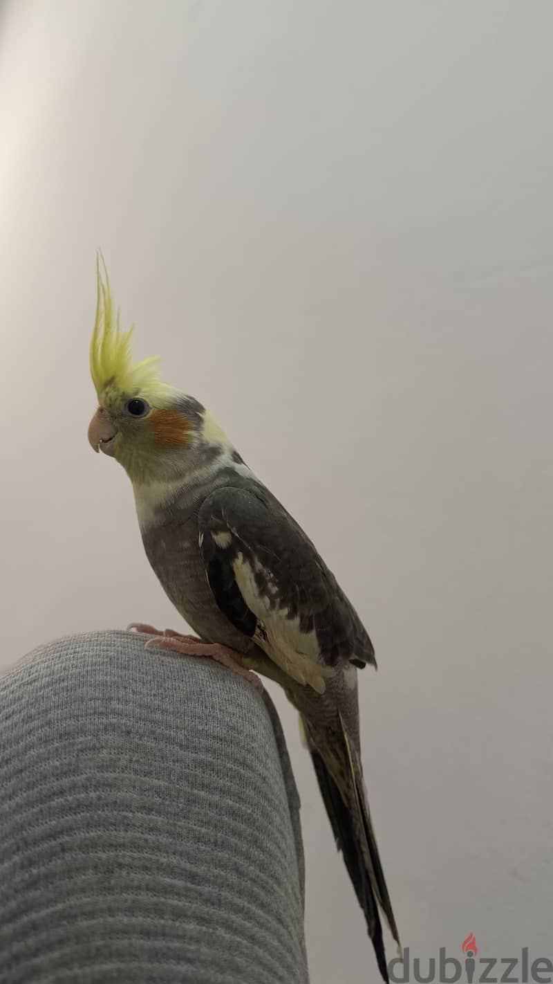 Cocktail tamed male 1