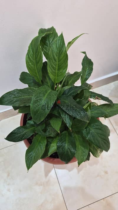 4 Separate Indoor Plants for Sale
