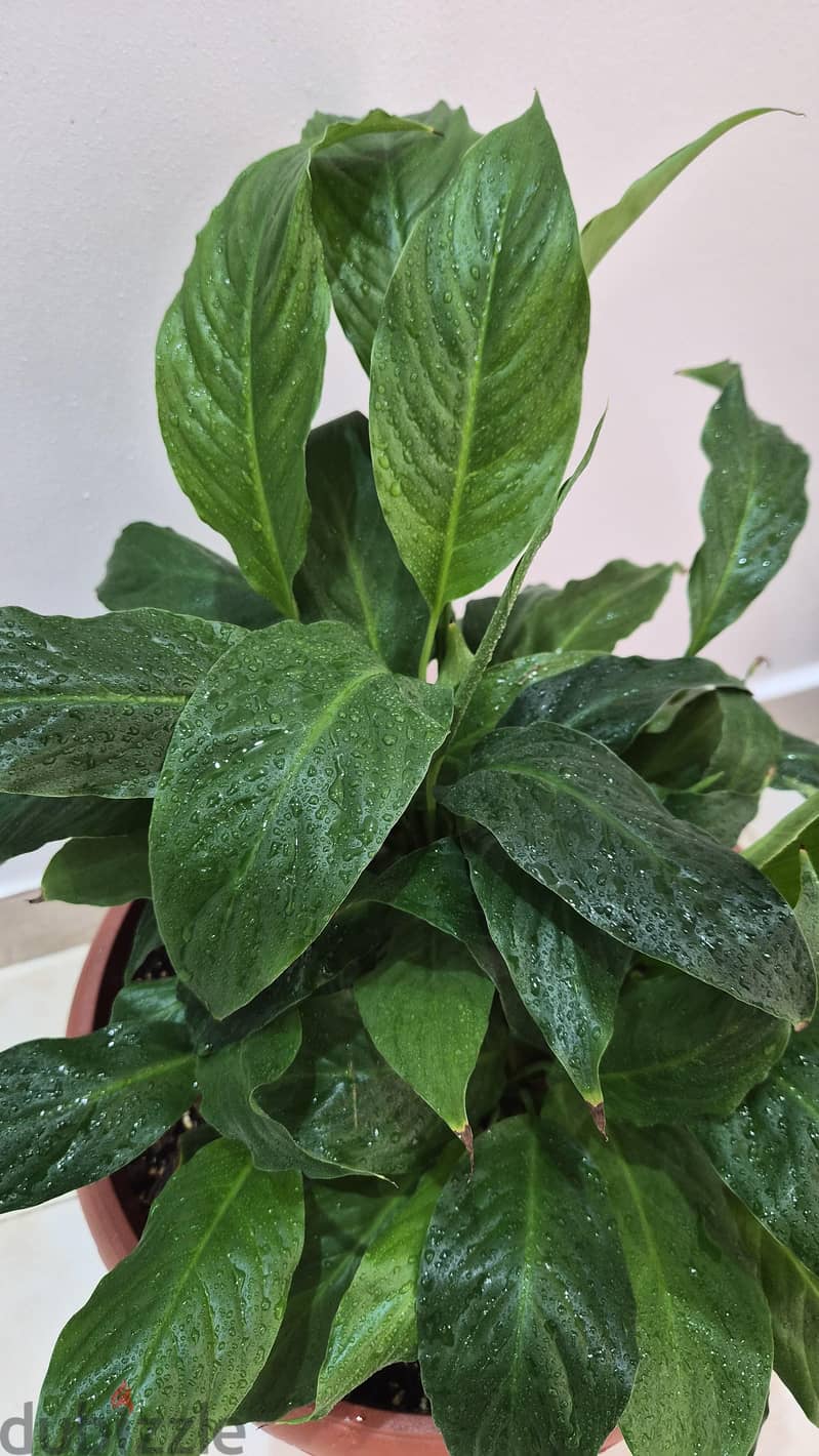 4 Separate Indoor Plants for Sale 1