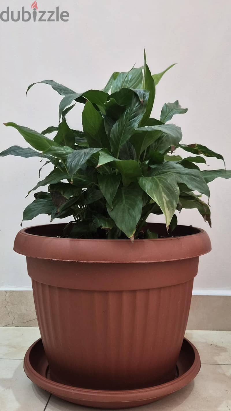 4 Separate Indoor Plants for Sale 2