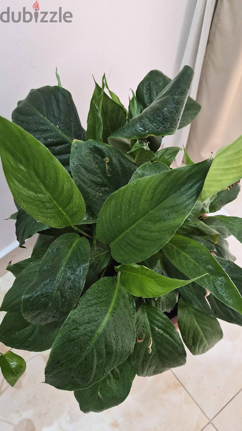4 Separate Indoor Plants for Sale 4