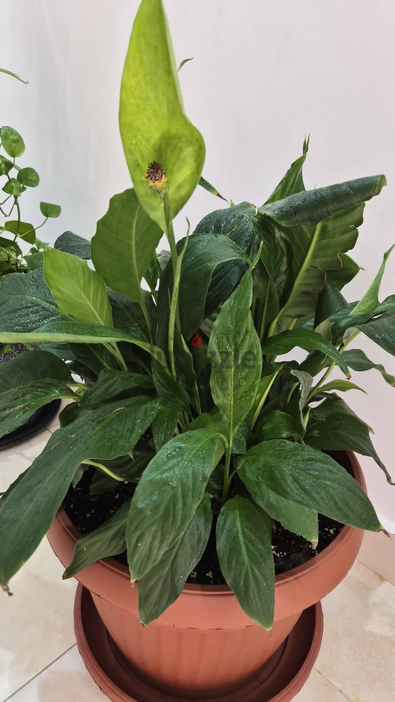 4 Separate Indoor Plants for Sale 5