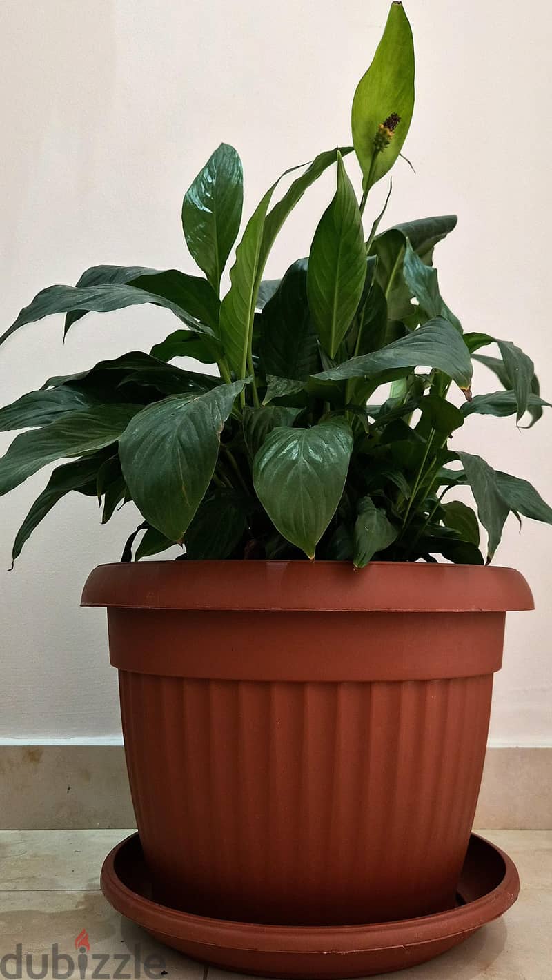4 Separate Indoor Plants for Sale 6