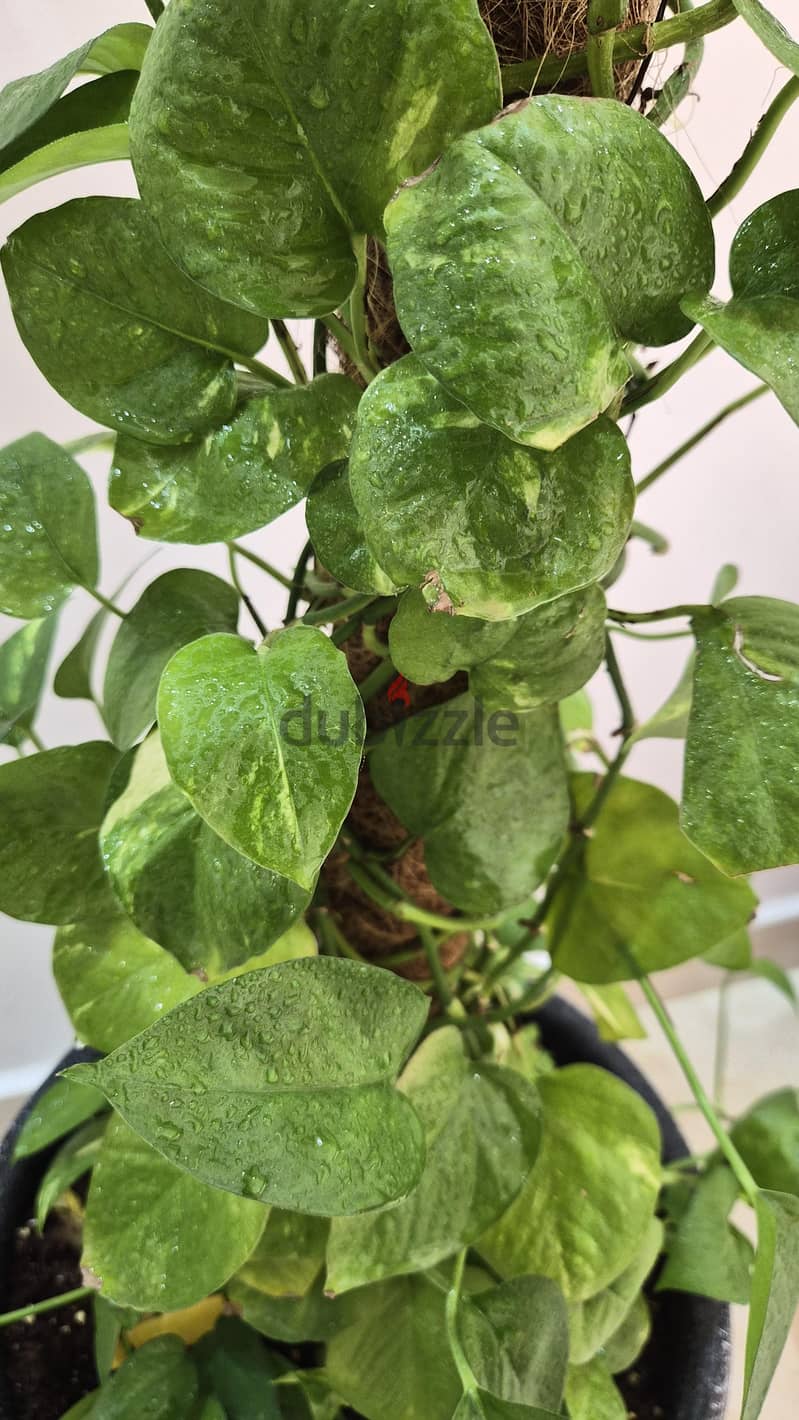 4 Separate Indoor Plants for Sale 8