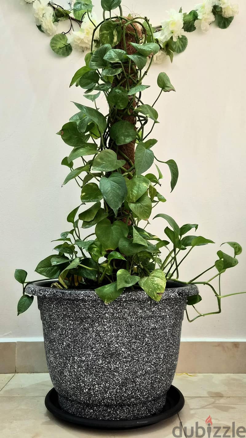4 Separate Indoor Plants for Sale 9