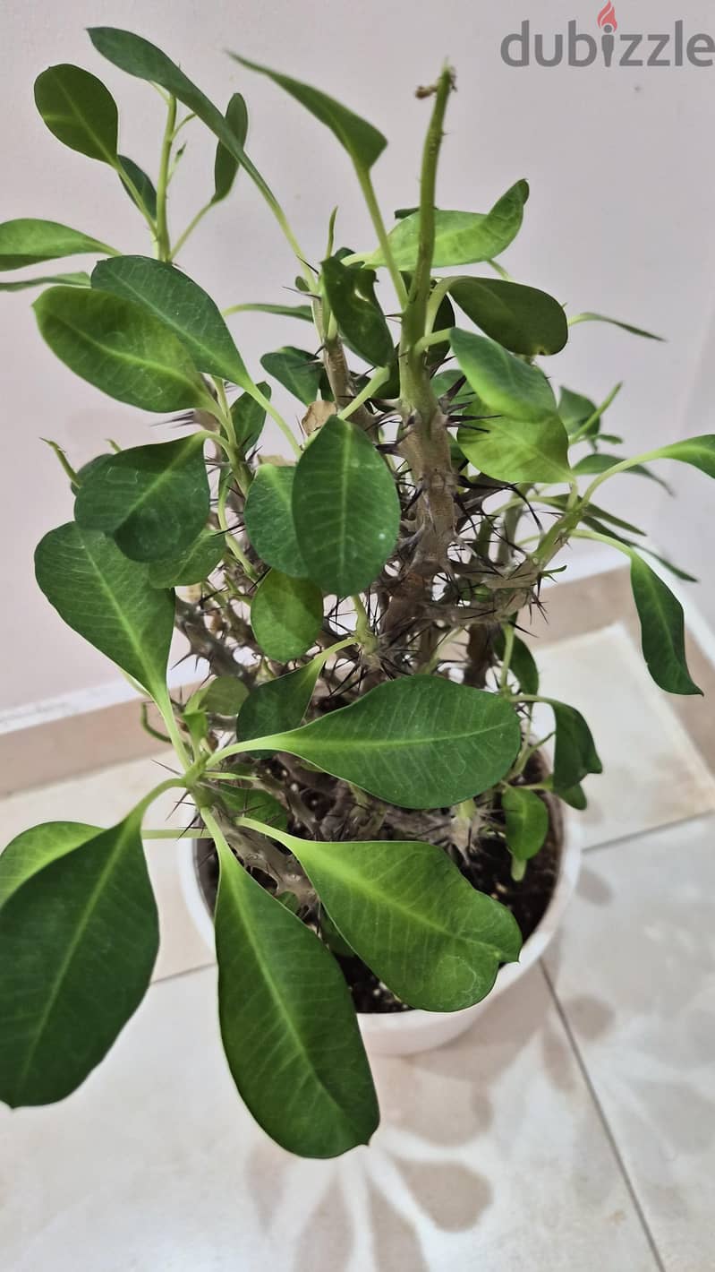 4 Separate Indoor Plants for Sale 11