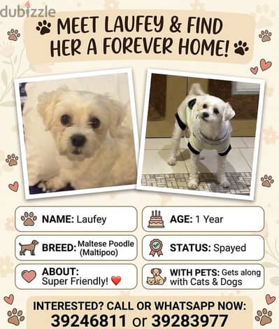 Laufey – Friendly 1 Year Old Female Maltipoo for Loving Home