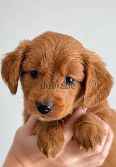 Golden retreiver