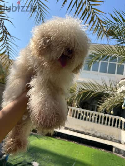poodle 6 months old boy