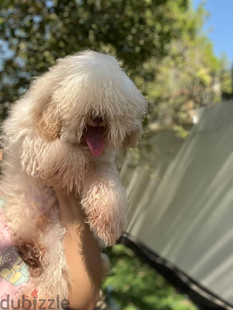 poodle 6 months old boy 1