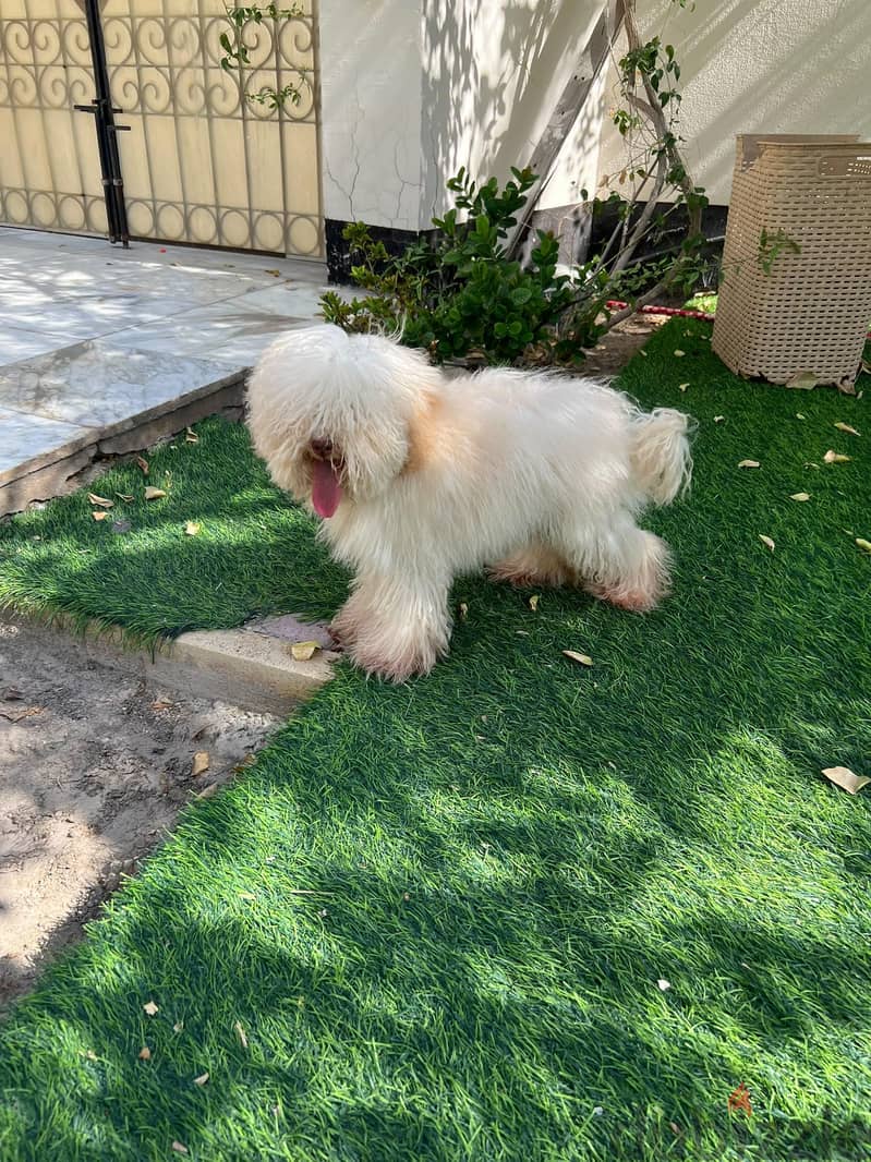 poodle 6 months old boy 2