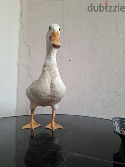للبيع بشه