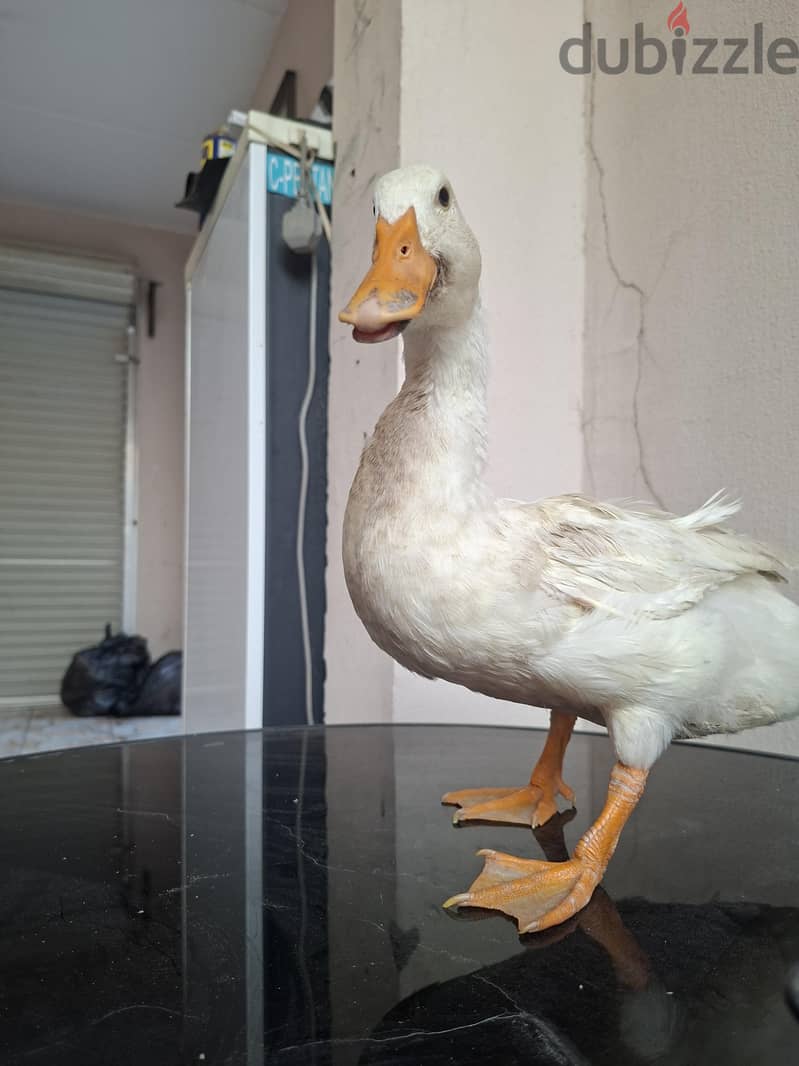 للبيع بشه 3