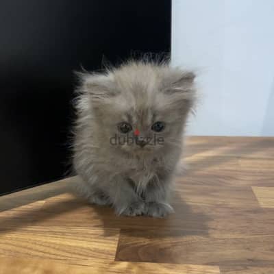 Persian-himalayan kittens