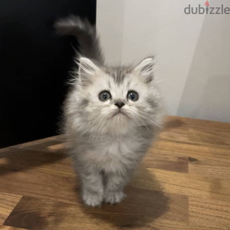 Persian-himalayan kittens 1