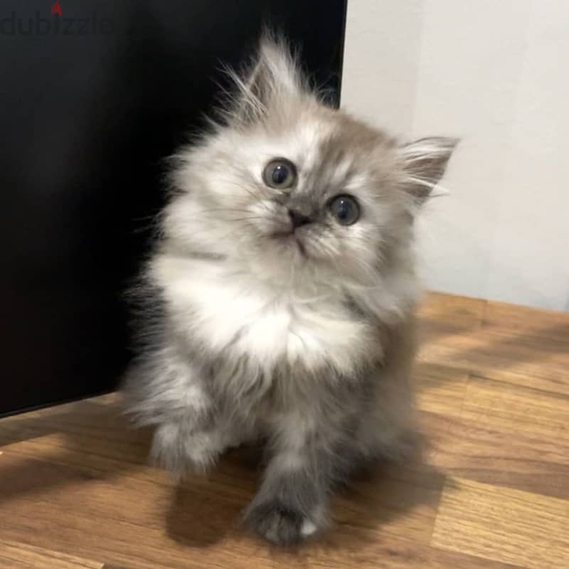 Persian-himalayan kittens 2