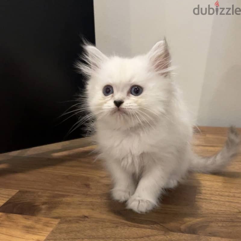 Persian-himalayan kittens 3