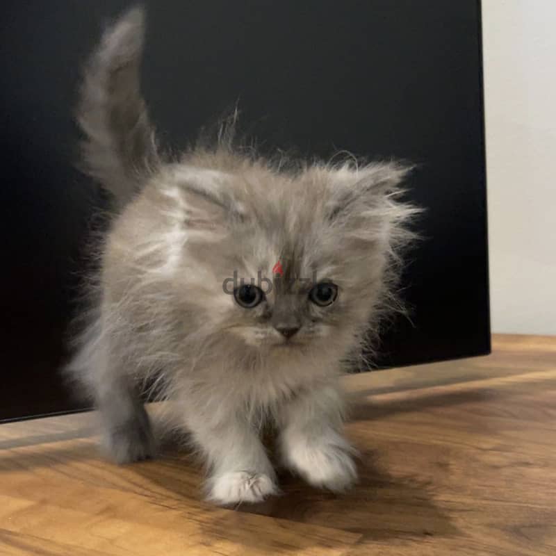 Persian-himalayan kittens 4