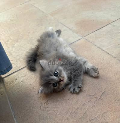 For adoption