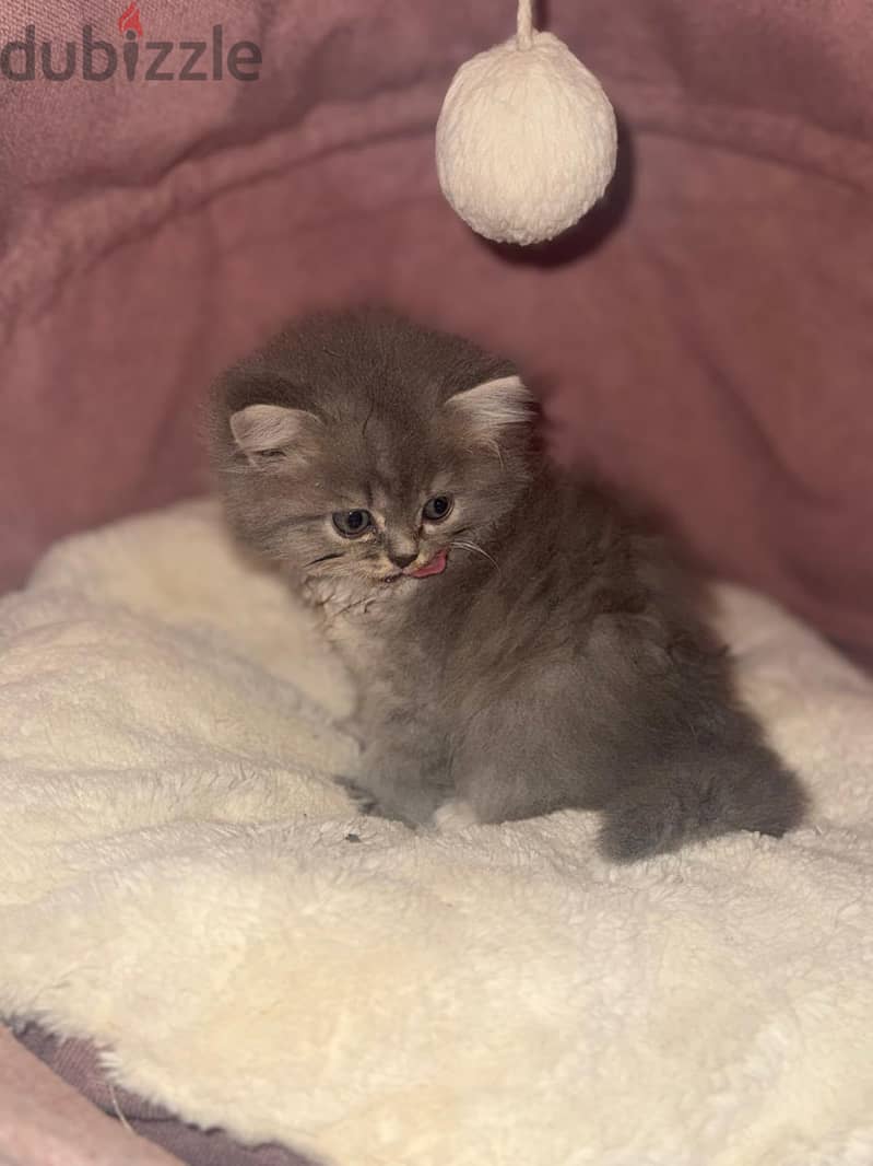 For adoption 1
