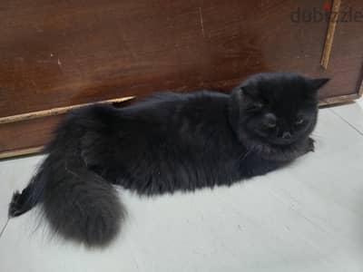 Persian Cat