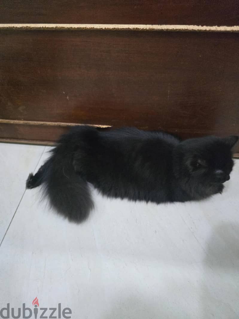 Persian Cat 1