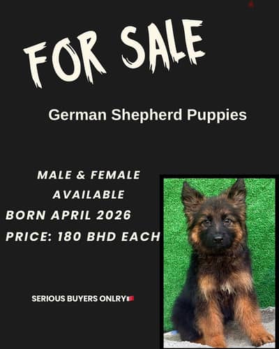 GERMAN SHEPHERD PUPPIES FOR SALE