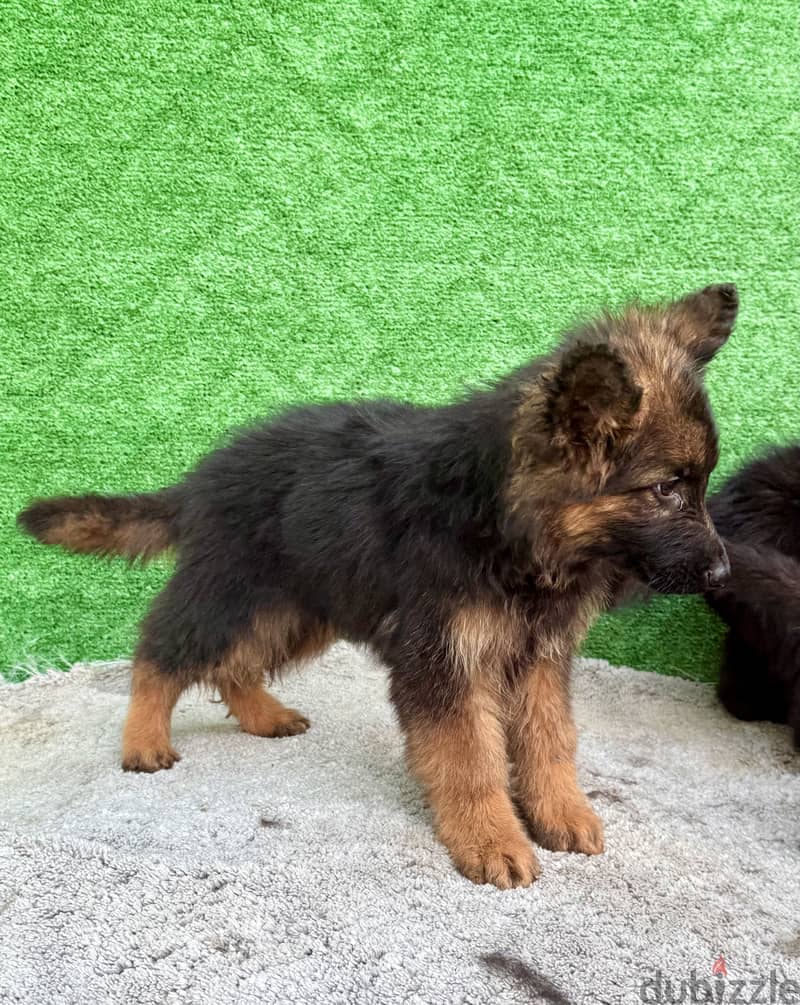 GERMAN SHEPHERD PUPPIES FOR SALE 1