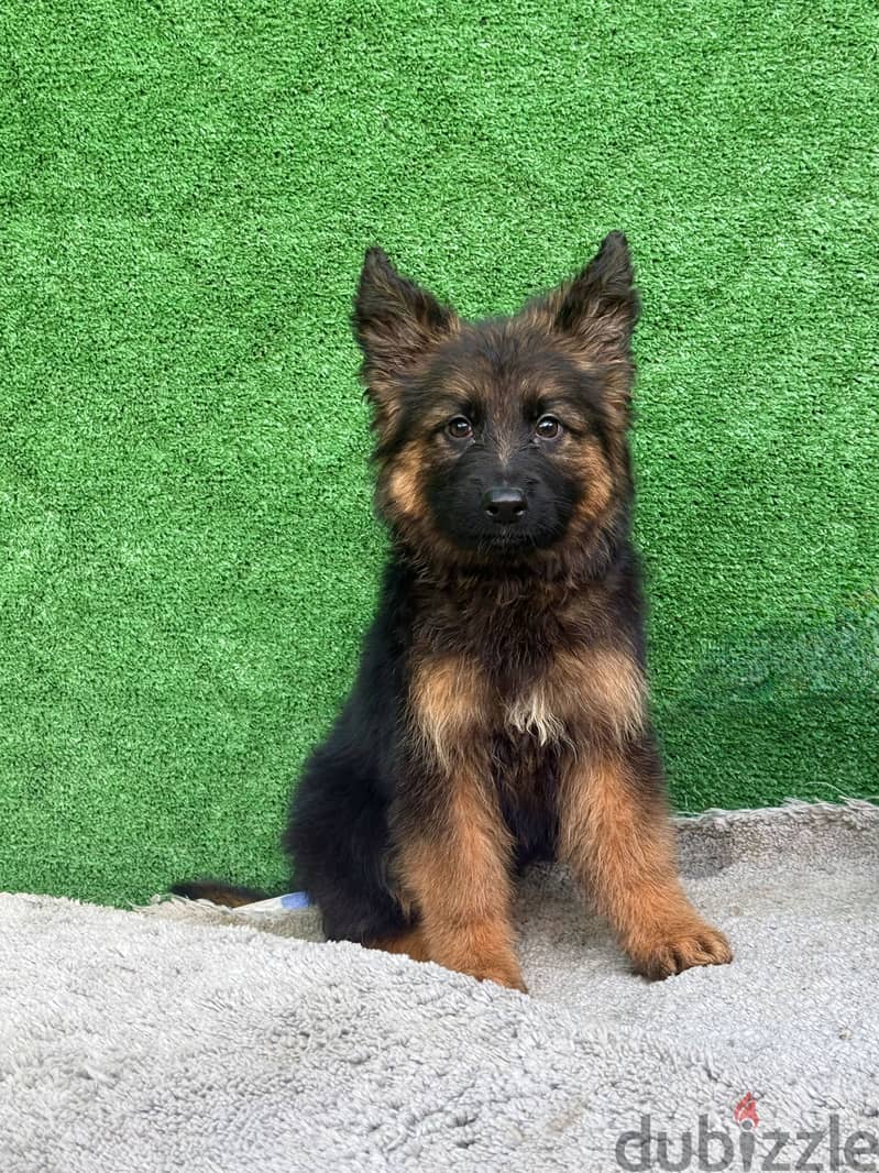 GERMAN SHEPHERD PUPPIES FOR SALE 2