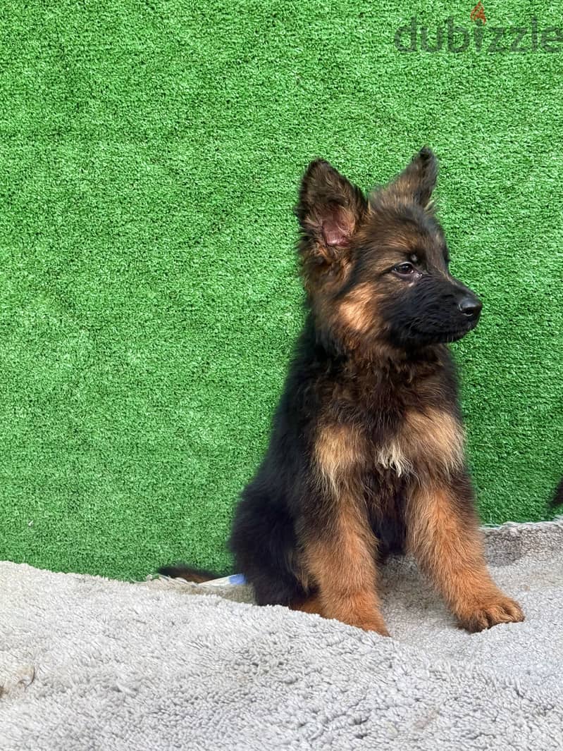 GERMAN SHEPHERD PUPPIES FOR SALE 3