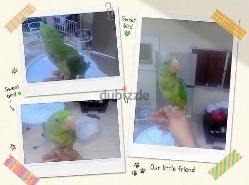 Natali Hand_Tame Available For Sale 3