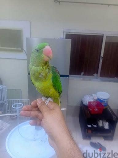 Natali Hand_Tame Available For Sale 4