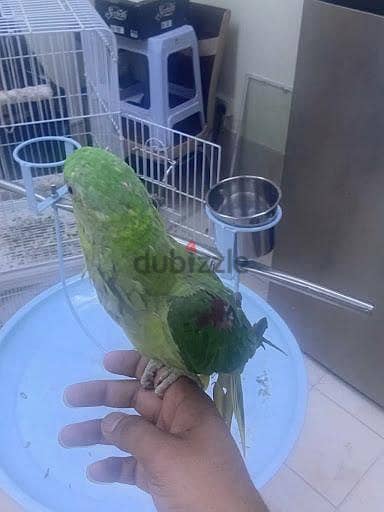 Natali Hand_Tame Available For Sale 5