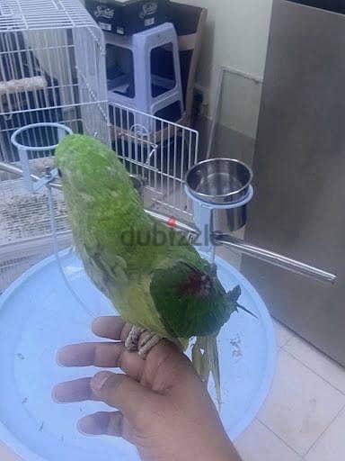 Natali Hand_Tame Available For Sale 6