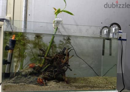 planted tank for sale