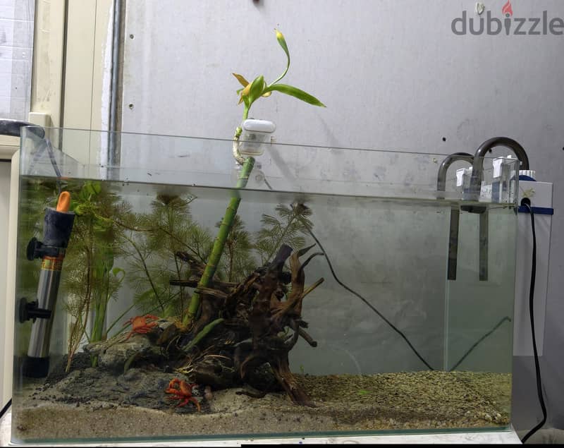 planted tank for sale 1