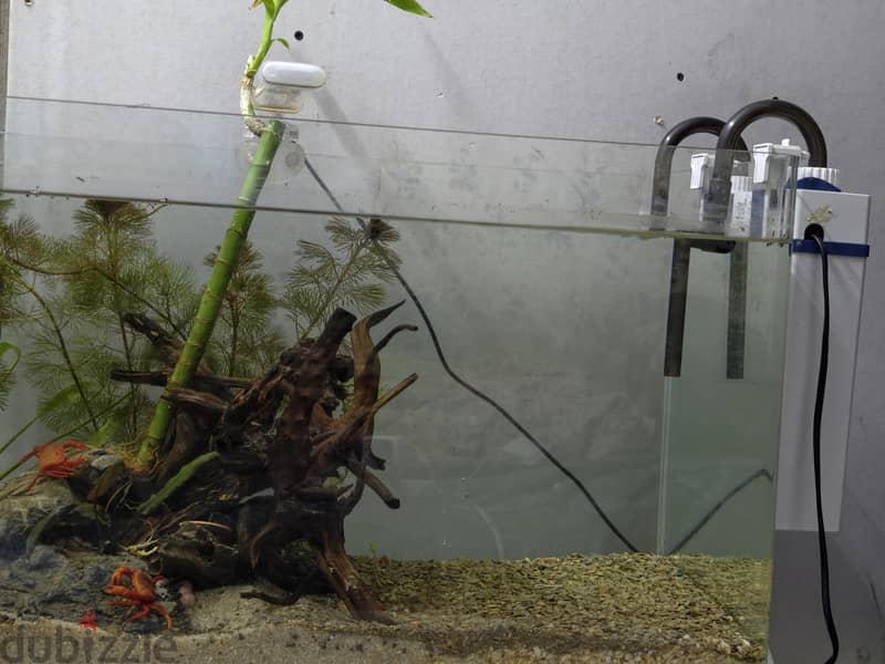 planted tank for sale 2