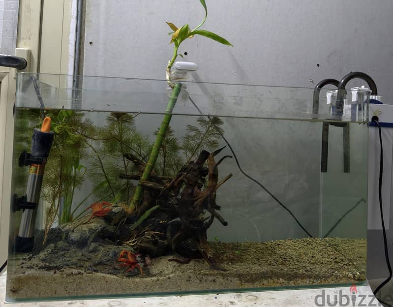 planted tank for sale 3