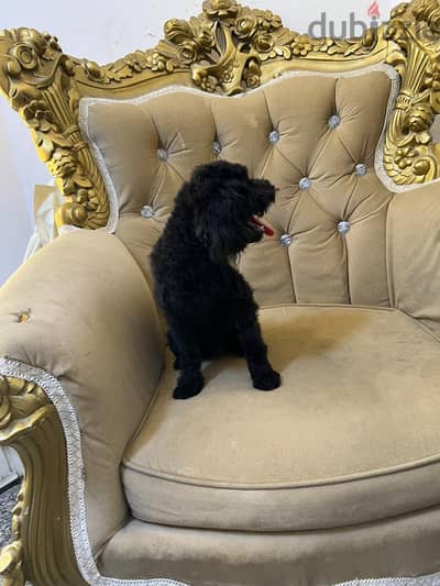 black poodle boy