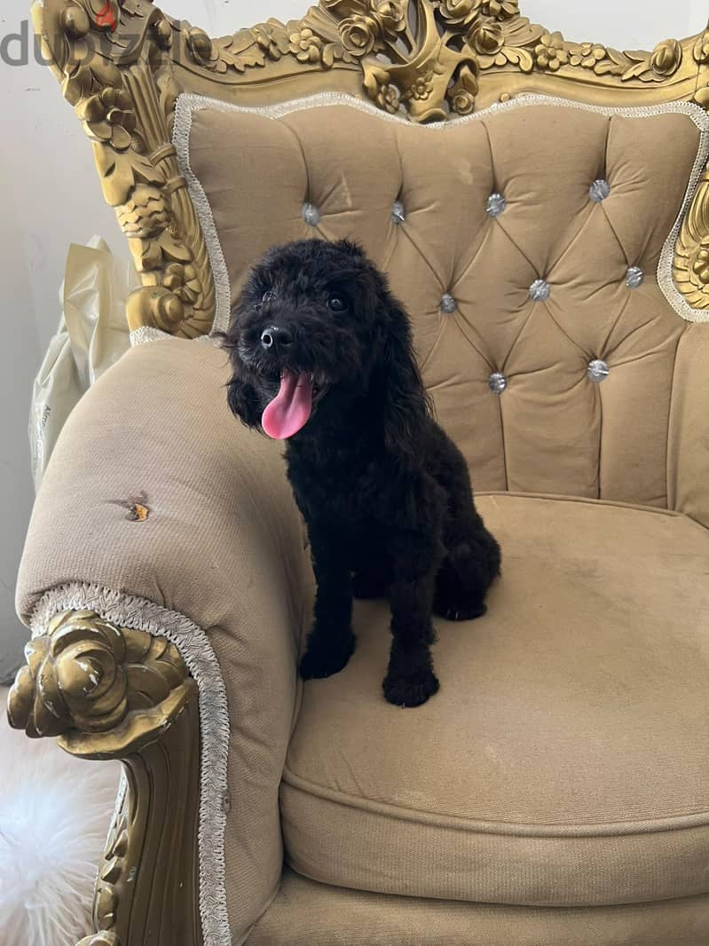 black poodle boy 1